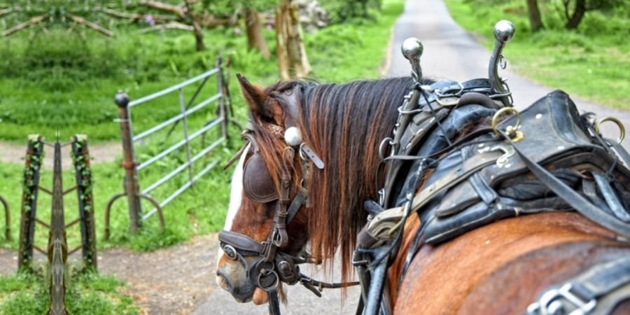 Caballo en  Killarney