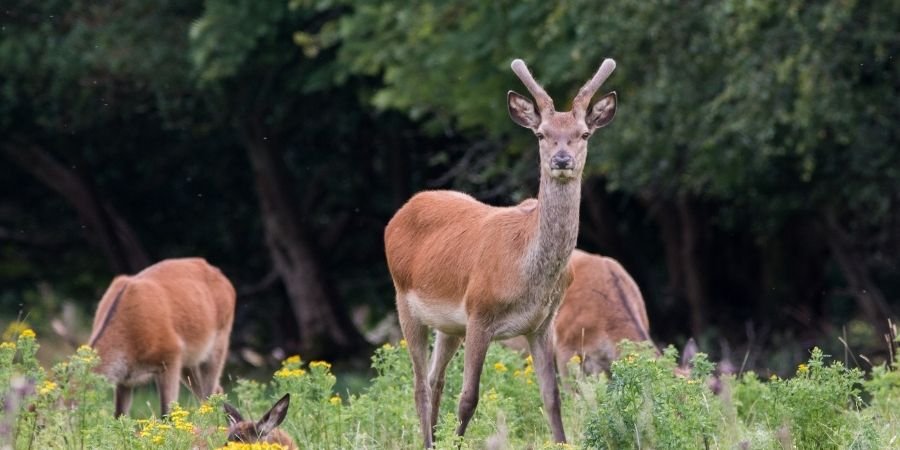varios alces en el pasto