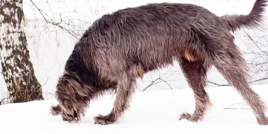 el perro más inmenso del mundo