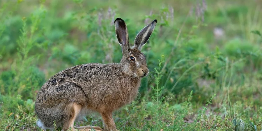 Animales de Irlanda Liebre Irlandesa