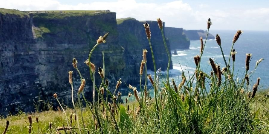 vegetación Acantilados Moher