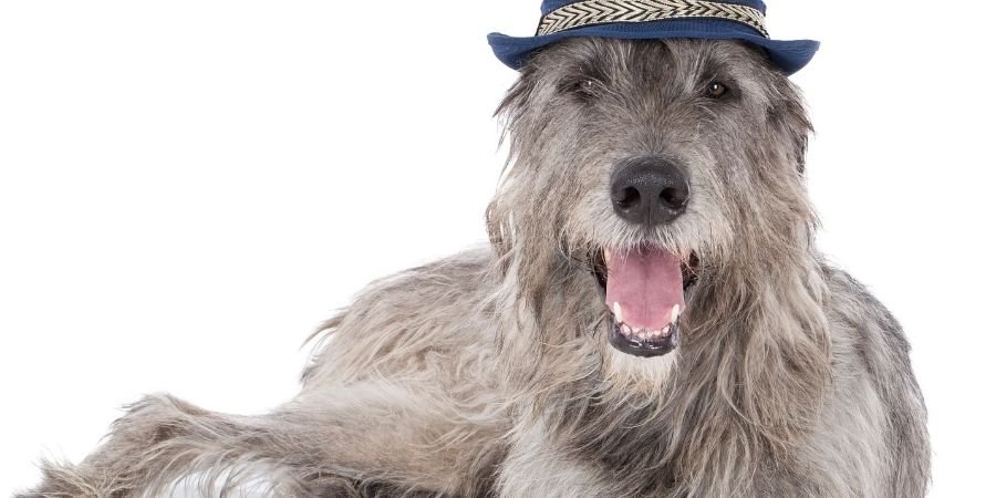 perro Lobero Irlandés con estilo