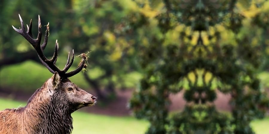 Parque Nacional Killarney Fauna Jardines de Irlanda