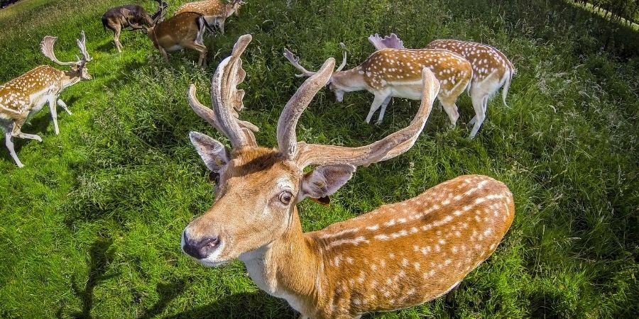 animales en el Parque Phoenix