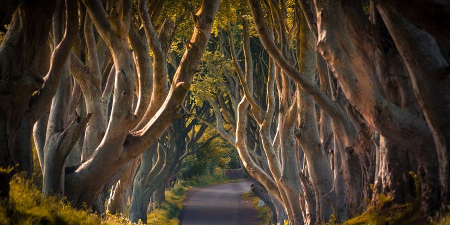 Dark Hedges (Condado de Antrim) juegos de trono