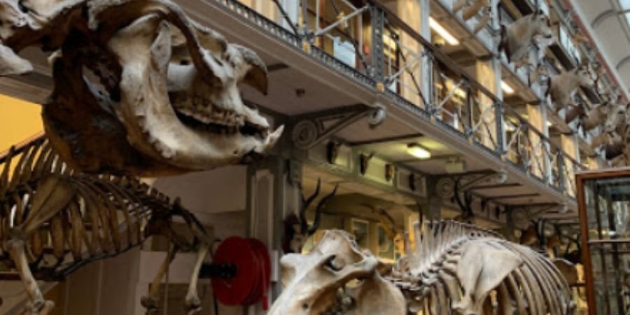 Museos de Dublín naturaleza