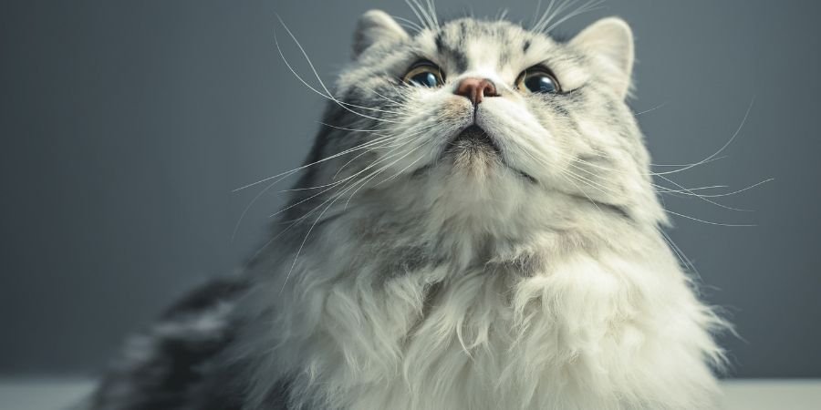 Gatos Irlandeses Raza Persa