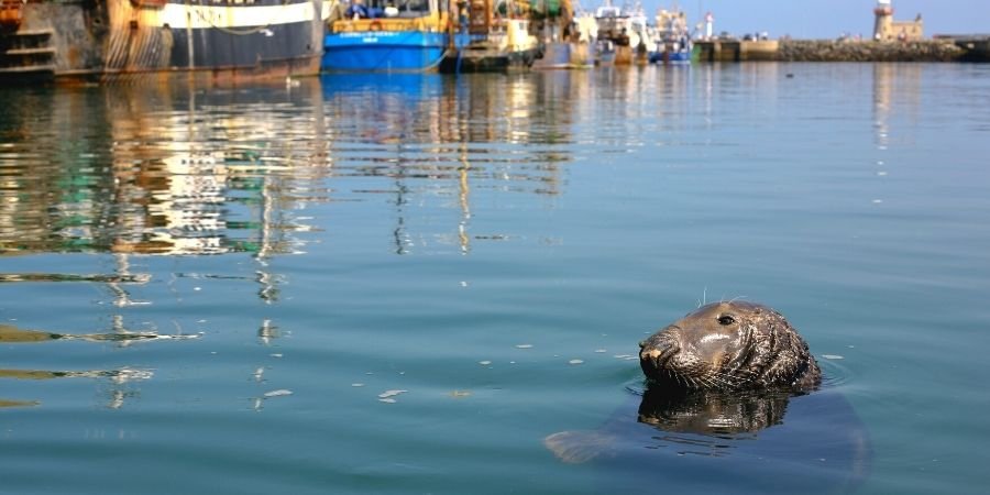 foca en la bahía 