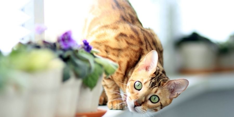 Gatos irlandeses Bengala sobre una repisa