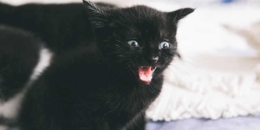 Gato Negro Sidhe Irlandes