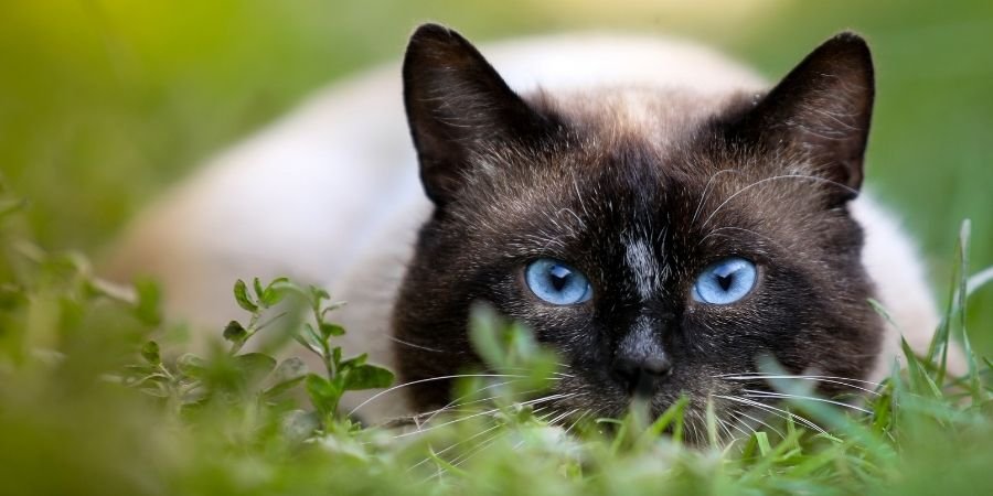 Felino Siames uno de los Gatos Irlandeses