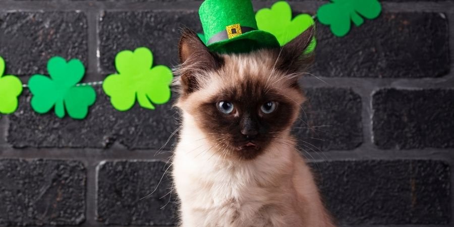 Gato Irlandés con sombrero de duende