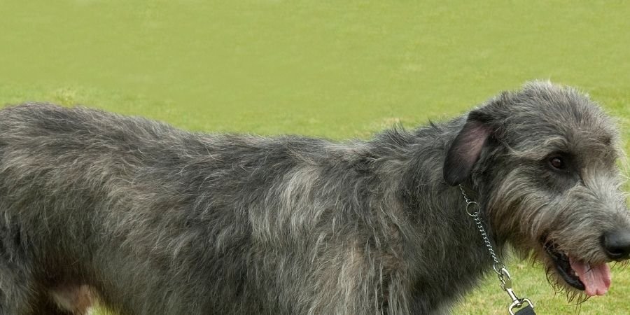 el cariñosos Lobero Irlandés