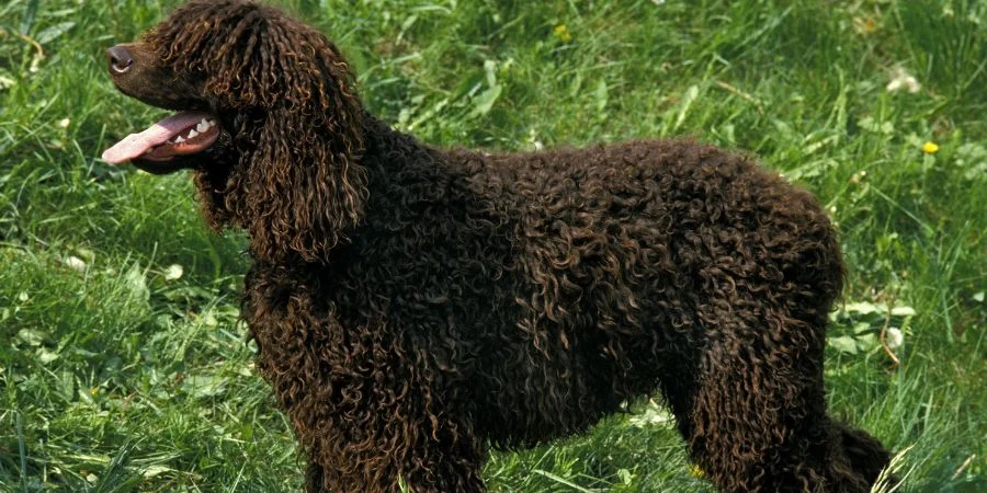 Perros Irlandeses Irish Water Spaniel
