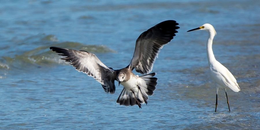 Aves animales de Irlanda