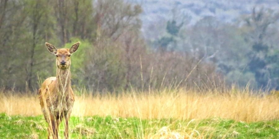 Parque Nacional Killarney venado