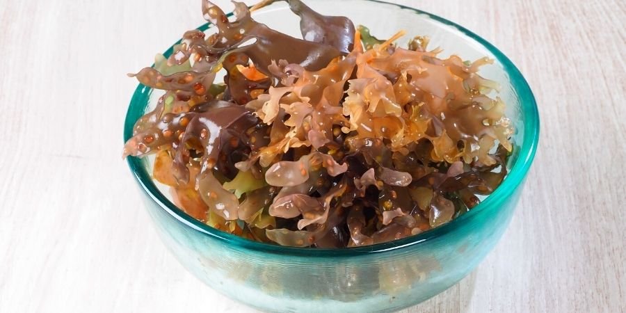 Chondrus Crispus fresco dentro de bowl de vidrio