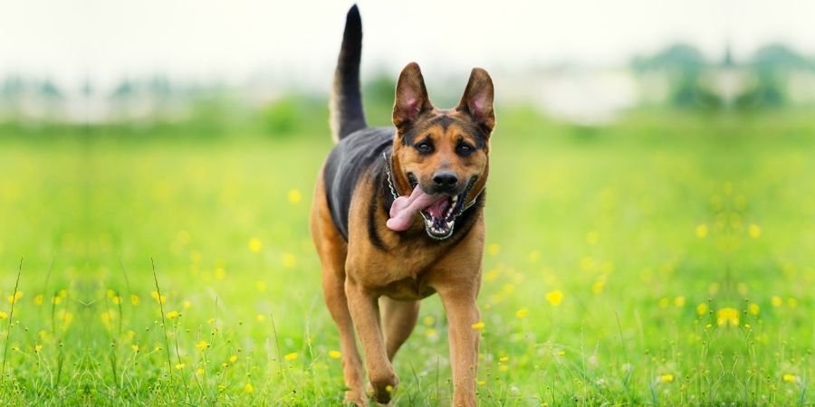 perro jugando en la naturaleza