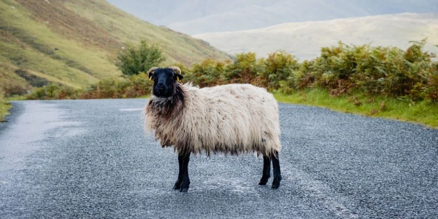 Oveja Irlandesa Blackface