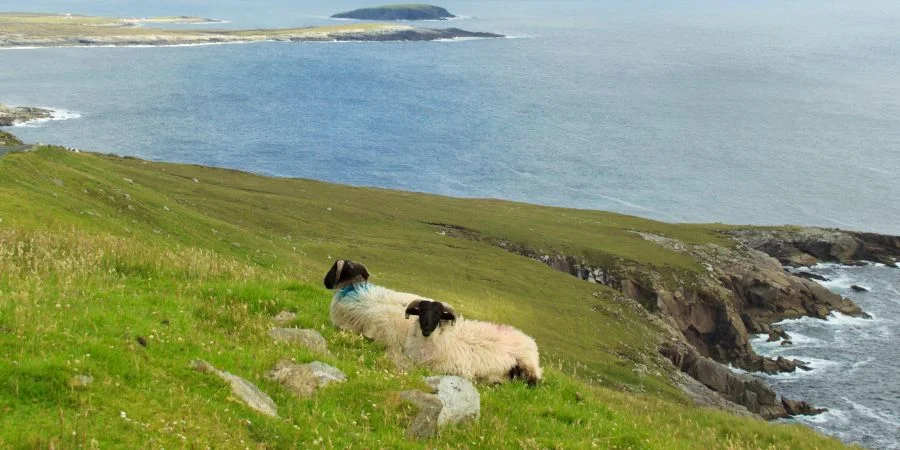 una forma de construbuir a la econimia de irlanda las Ovejas de Irlanda
