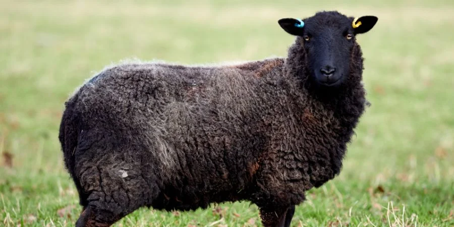 la Ovejas Negra de Irlanda