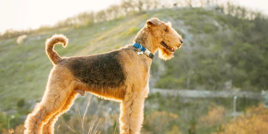 Perros Irlandeses Terrier
