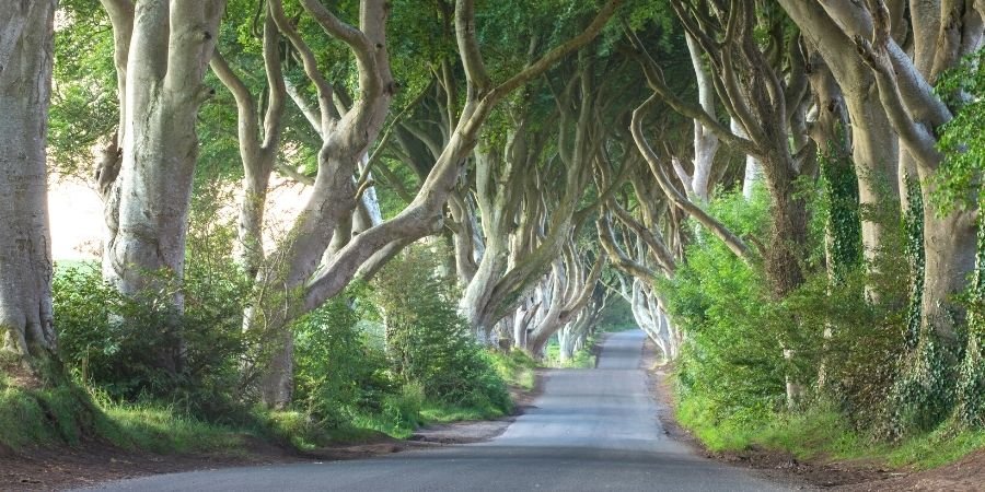 Arboles en Irlanda del Norte