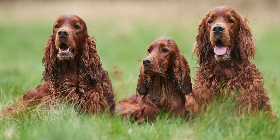 familia de perros Setter