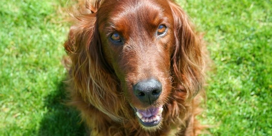 fiel y bonito canino Setter Irlandés