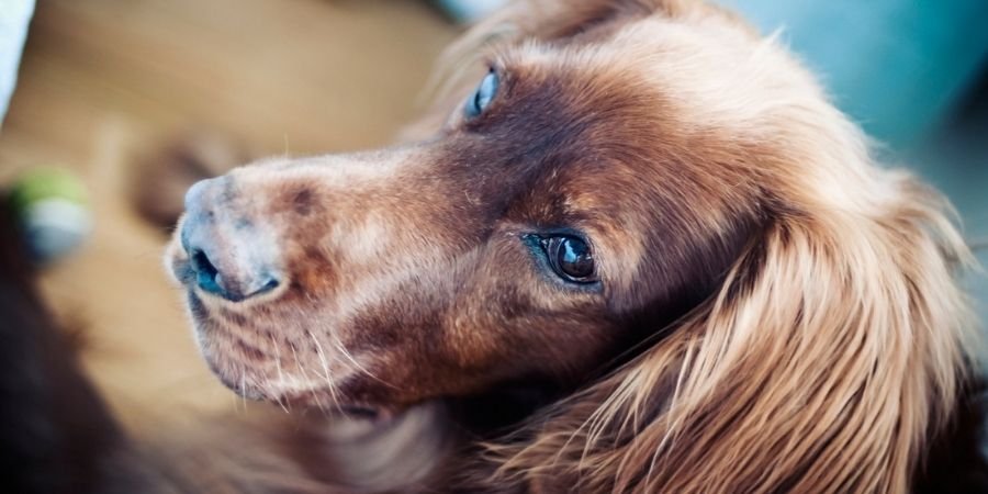 raza de perro Setter Irlandés