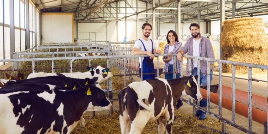 Verano en una granja en Irlanda
Trabajar en Irlanda en el Campo