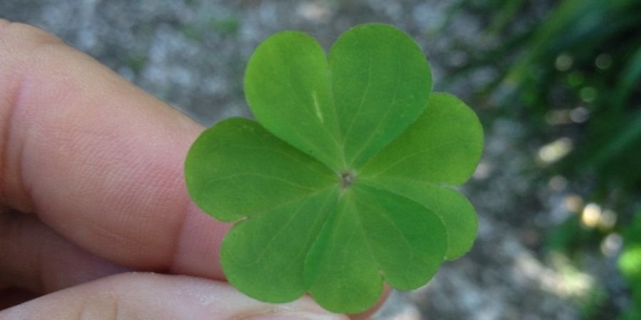 Trebol Irlandes de 4 Hojas