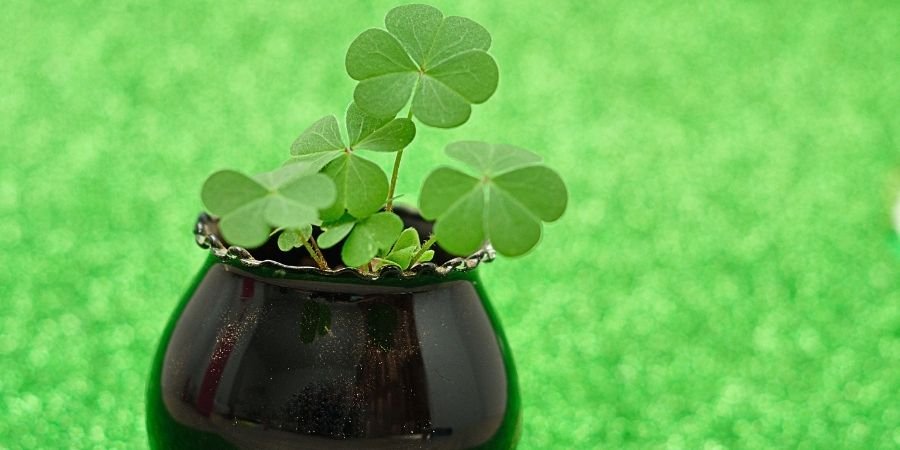 Trébol simbolo Irlandes dentro de matero