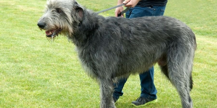 Lobero Irlandés un perro de de inmenso tamaño