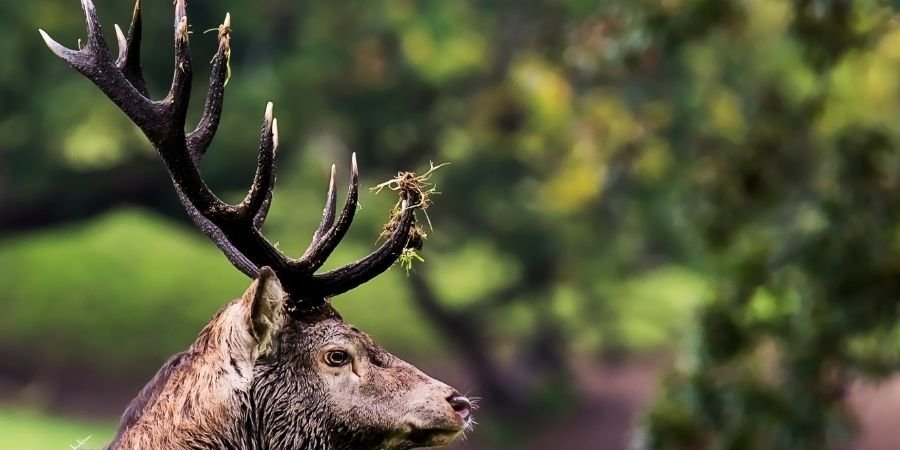 asta en crecimiento del Alce Irlandés
