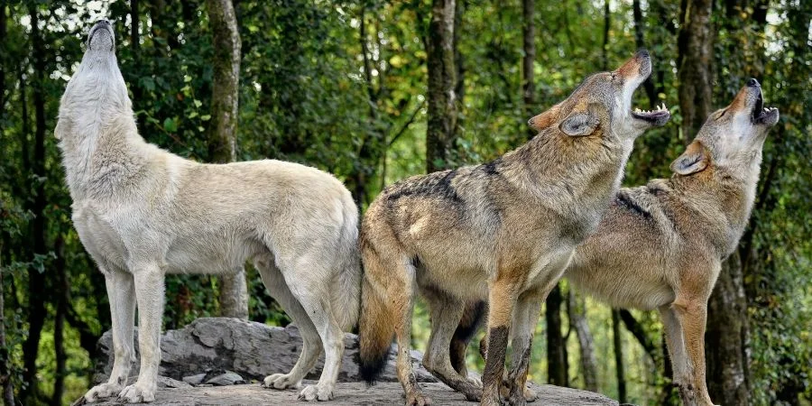 Mediano Perro Lobero vs Lobo irlandés