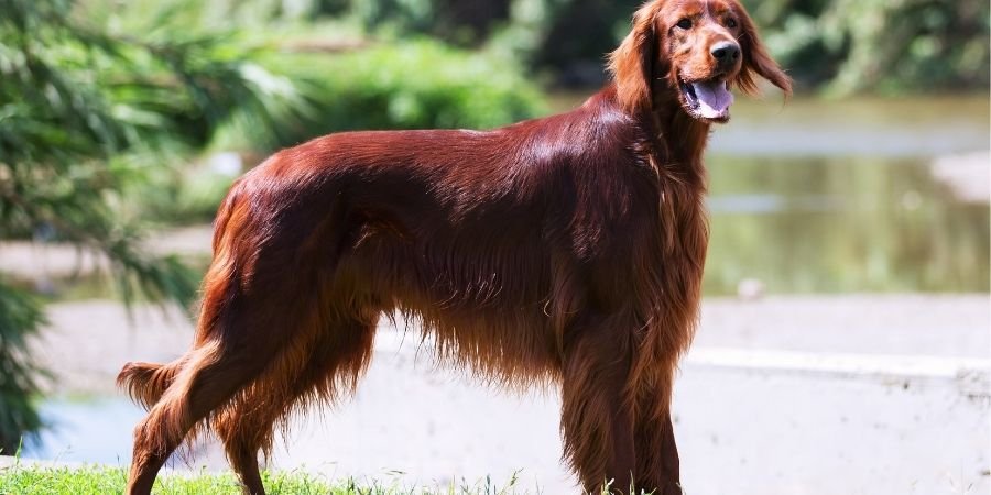 elegante perro cazador de irlanda